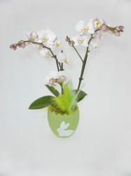 oeuf-vert-orchidee-web