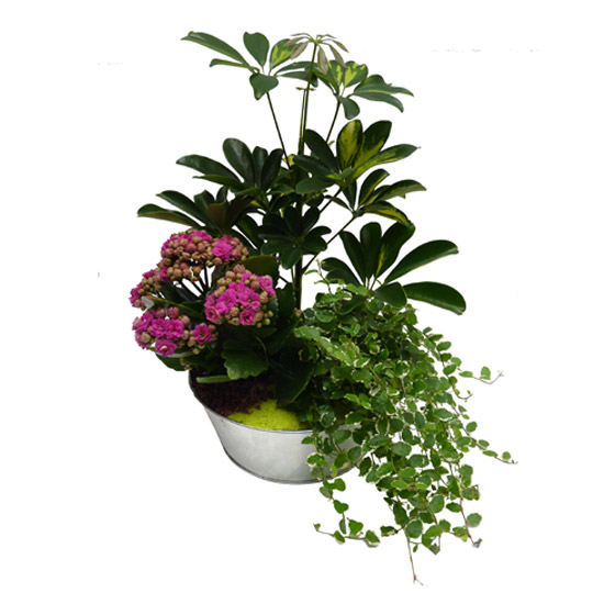 Montage_de_plant_4e8e8d3164e56.jpg