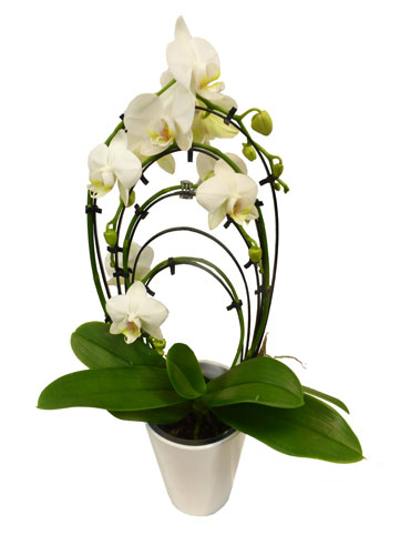 Orchidée: Orchidée Phalaenopsis blanche cercle 4 branches