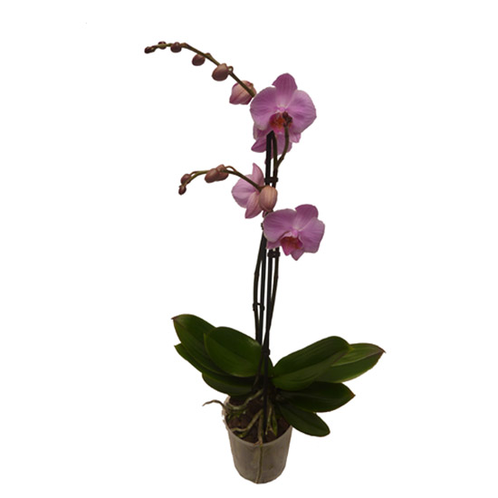 Orchidée: Phalaenopsis mauve clair