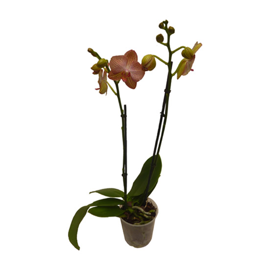 Phalaenopsis_var_4a9ea4cb9bc53.jpg