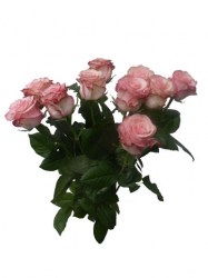 Aucune image 