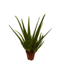 Aloe_vera__1_gro_50046fcdb7670.jpg