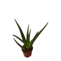 Aloe_vera__2_pet_5004752545698.jpg