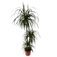 Dracaena_vert_3__4a9ea5088e633.jpg