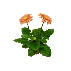 Gerbera_orange_4f0a03657404d.jpg