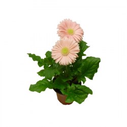 Gerbera_rose_4f0a04390422b.jpg