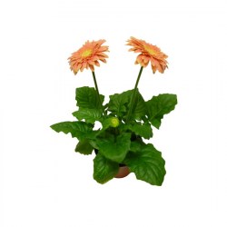 Gerbera_saumon_4f0a049069be7.jpg