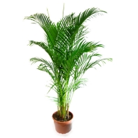 Palmier_areca_4a9ea5c643812.jpg