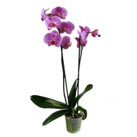 Phalaenopsis_var_4a9ea4cb9bc53.jpg