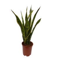 Sanseveria_4f5e50373cf8c.jpg