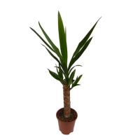 Yucca_1_tronc_4f610ff696532.jpg
