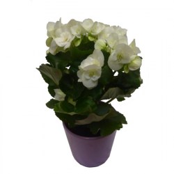 begonia-blanc+pot-mauve1