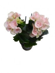 begonia-rose-pale