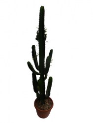 cactus-euphorbe-2-web