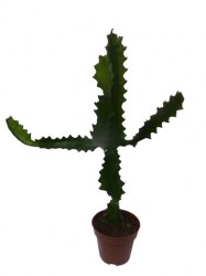 cactus-euphorbe-petit-web