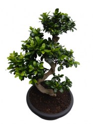 Ficus_microcarpa_4a9ea53b5420f.jpg