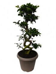 Ficus_microcarpa_4a9ea53b5420f.jpg