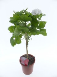 geranium-tige-blanc