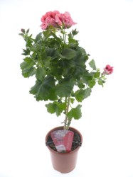 geranium-tige-rose-foncé