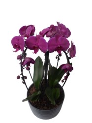 grosse-phalaenopsis-mauve