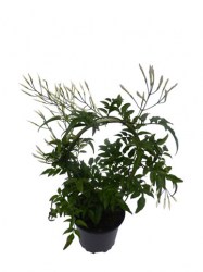 jasmin-pot-de-10.5