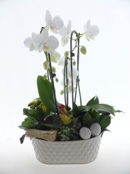 montage-orchidée-1