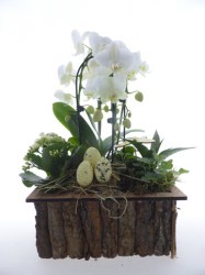 montage-orchidée-2