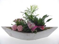 montage-plante-1