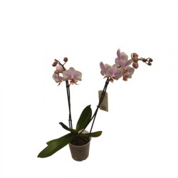 Phalaenopsis_var_4a9ea4cb9bc53.jpg