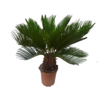 palmier_cycas_4daf3931a9b9b.jpg