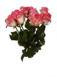 rose-jumilia-10-70cm-web