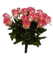rose-jumilia-20-70cm-web