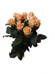 Bouquet_de__10_r_4f36c956abb34.jpg