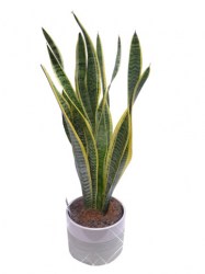 sanseveria+pot-web