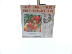 tomate-italienne-2